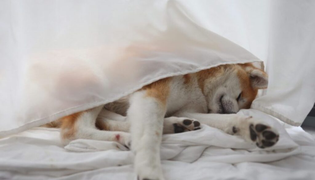 Dogecoin Warning: Double Top Formation Hints At Decline – Analyst