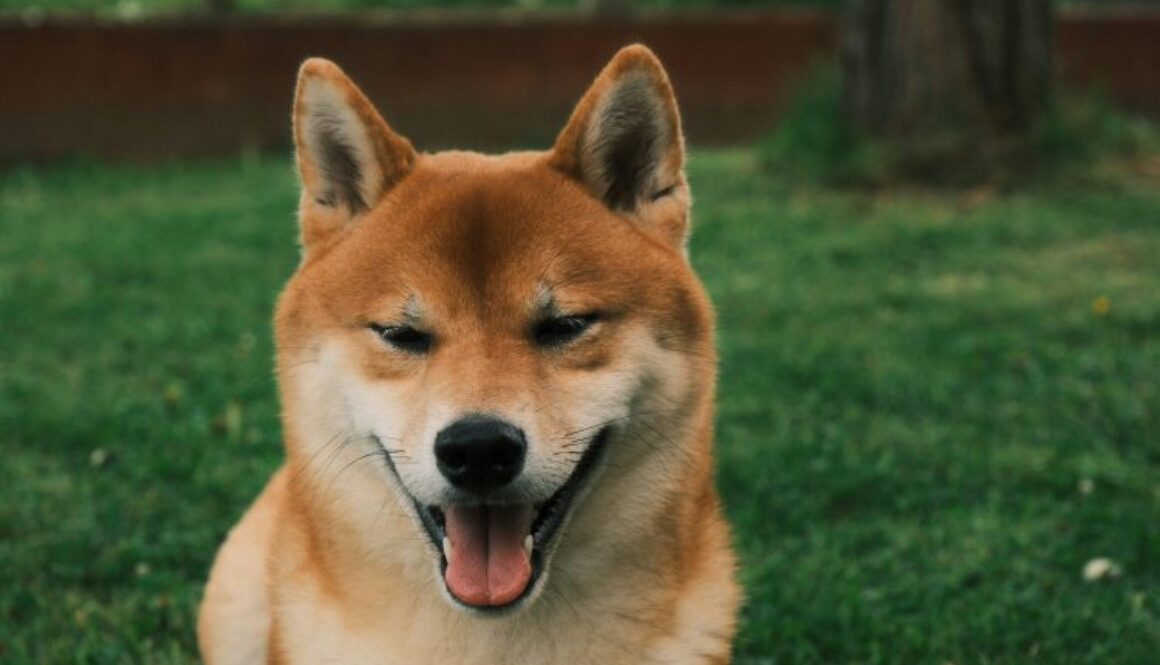 Dogecoin Face-Melting Rally: This Bullish Impulse Will Send Price Toward $0.8 ATH