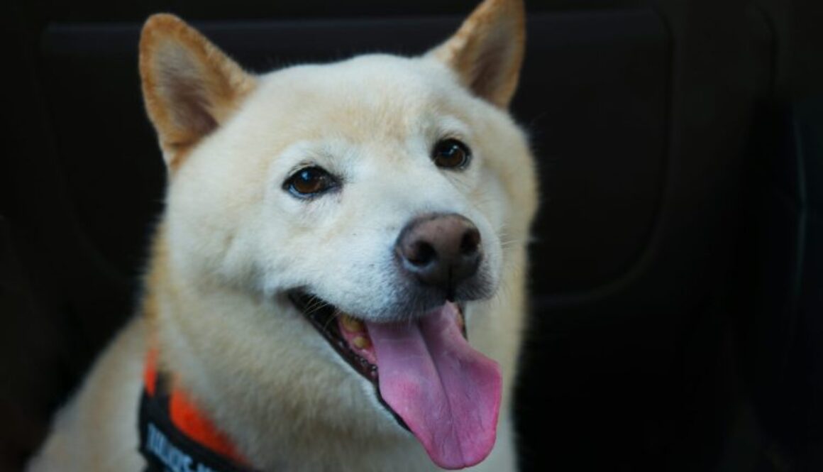 ‘Good News’ Finally Arrives For SHIB Army As Team Unveils New Update