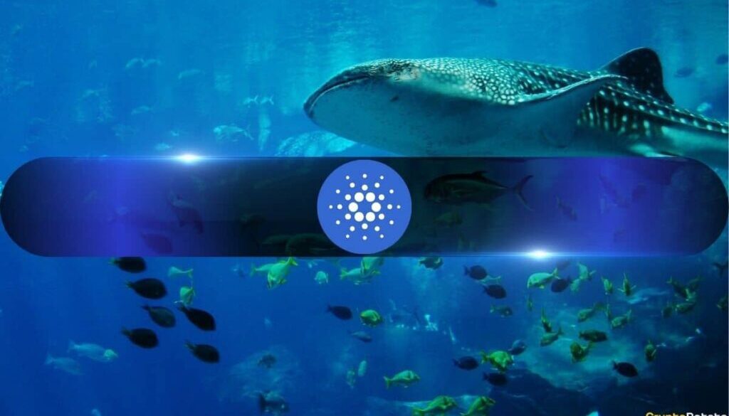 Whales Keep Loading Up on Cardano While Retail Dumps ADA