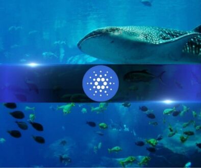 Whales Keep Loading Up on Cardano While Retail Dumps ADA