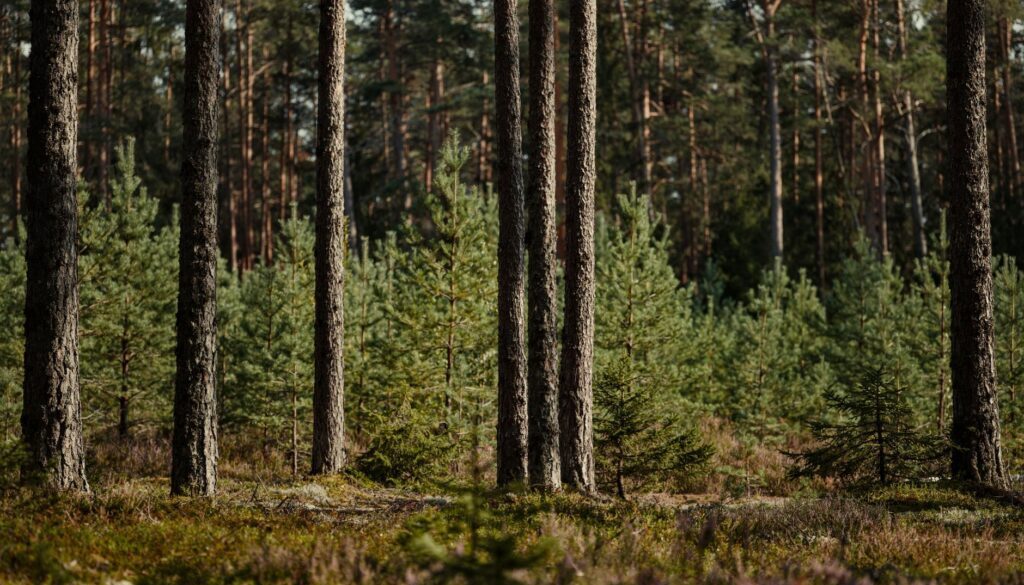 Hedera-based alliance targets 27 million hectares of Latin American carbon land
