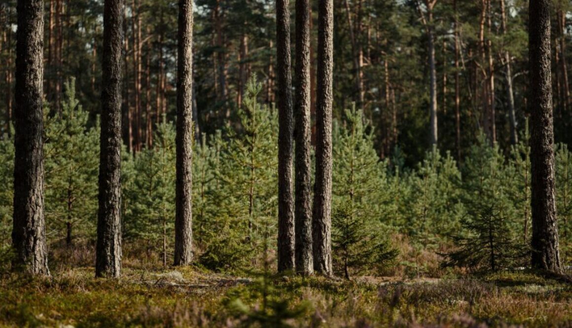 Hedera-based alliance targets 27 million hectares of Latin American carbon land